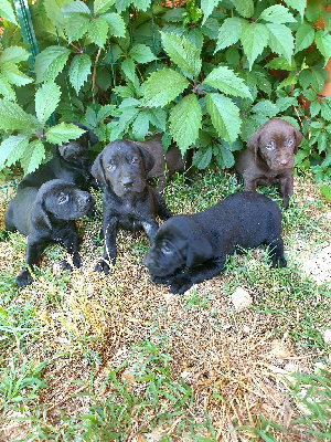 CHIOT 1