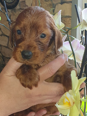 CHIOT