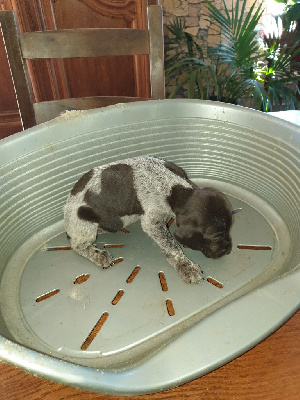CHIOT 3