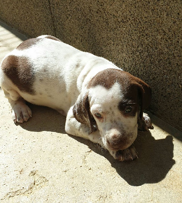 CHIOT 7