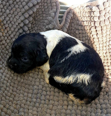 CHIOT 8