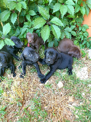 CHIOT 2