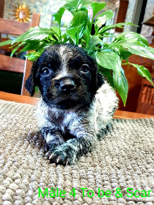 CHIOT 4