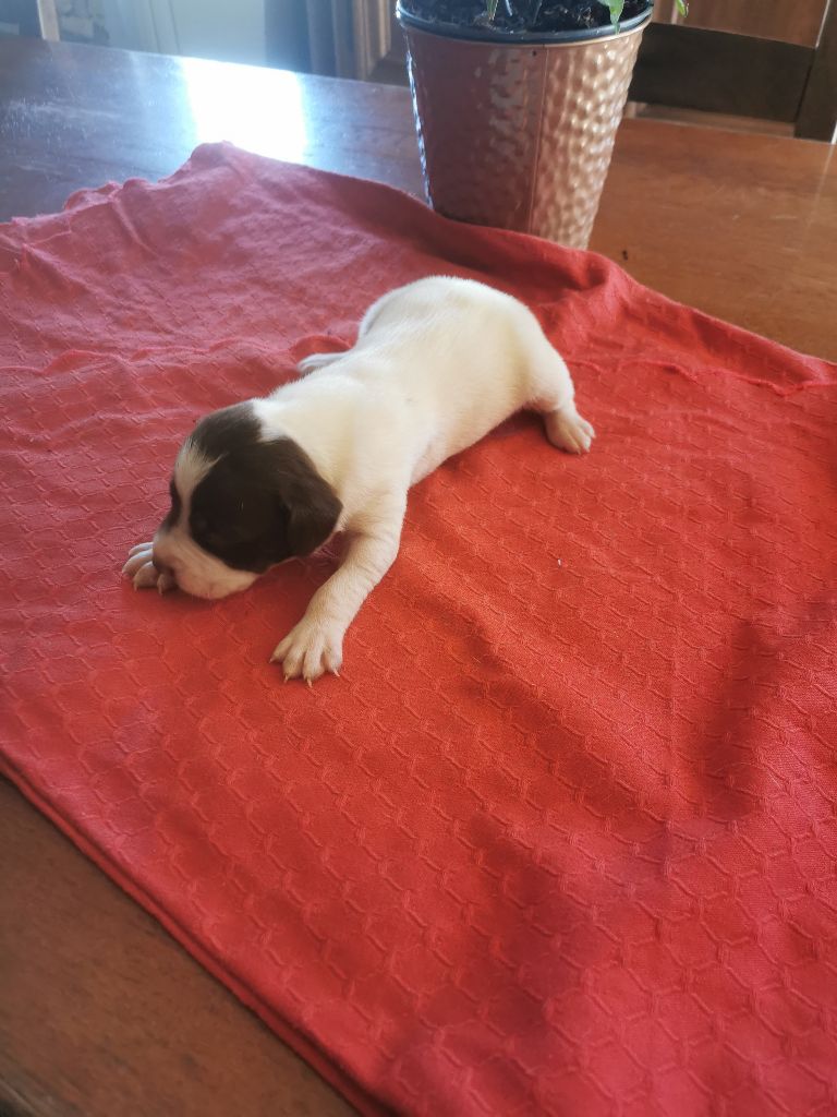 de l'etang du vert - Chiots disponibles - Braque français, type Pyrenees (petite taille)