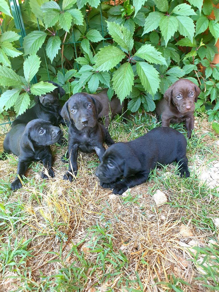 de l'etang du vert - Chiots disponibles - Braque allemand à poil court