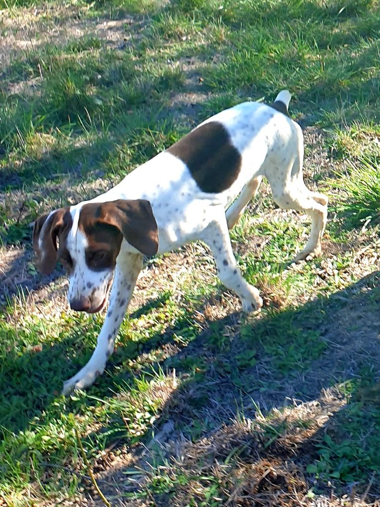de l'etang du vert - Chiots disponibles - Braque français, type Pyrenees (petite taille)