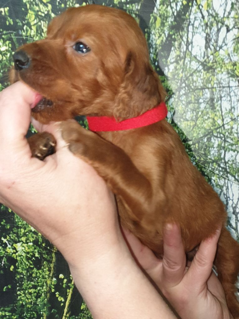 de l'etang du vert - Chiots disponibles - Setter irlandais rouge
