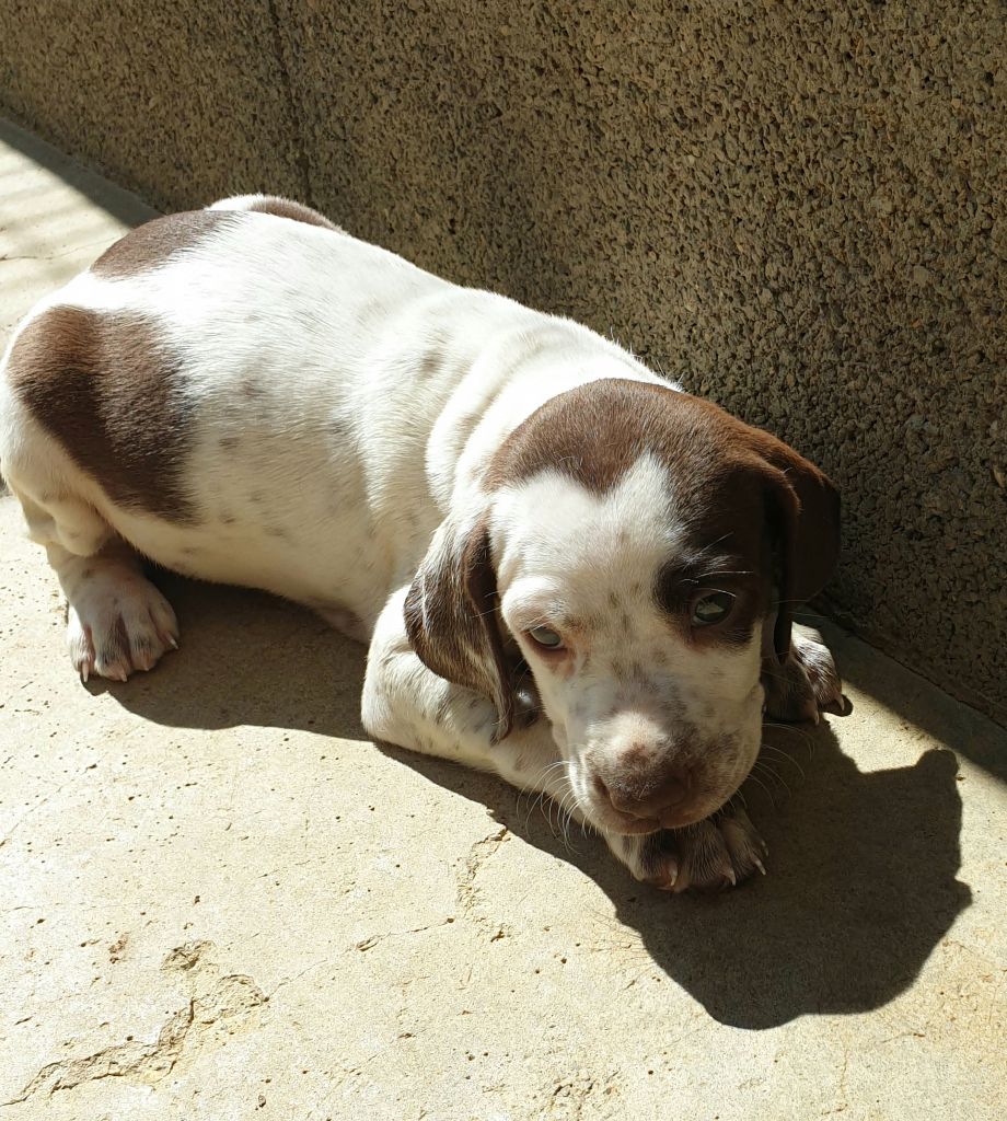 de l'etang du vert - Chiots disponibles - Braque français, type Pyrenees (petite taille)