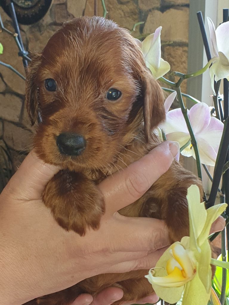 de l'etang du vert - Chiots disponibles - Setter irlandais rouge