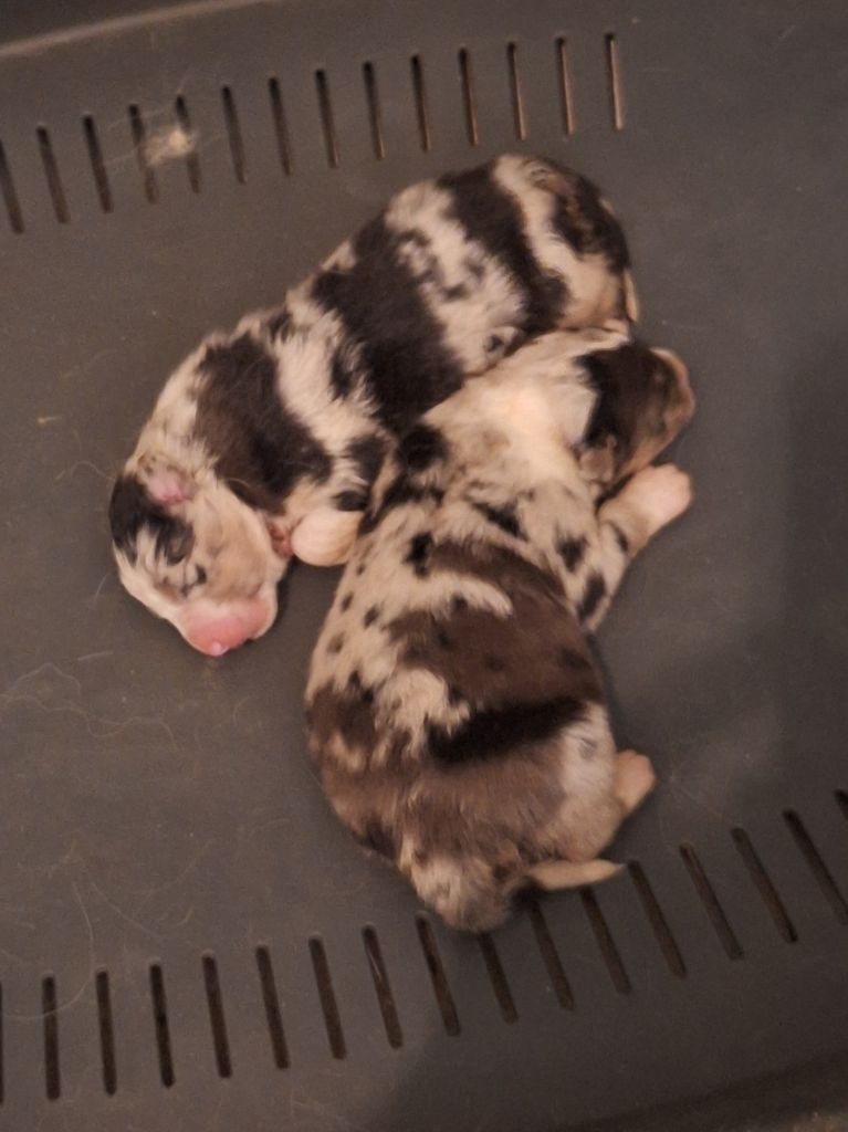 de l'etang du vert - Chiots disponibles - Berger Australien