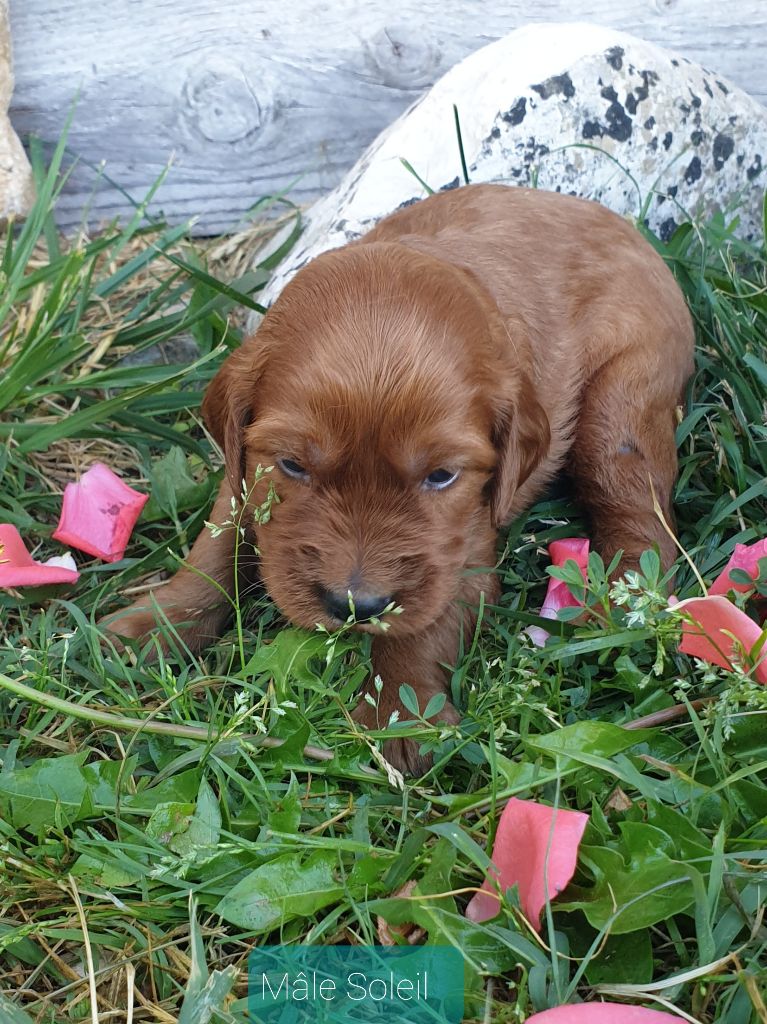 de l'etang du vert - Chiots disponibles - Setter irlandais rouge
