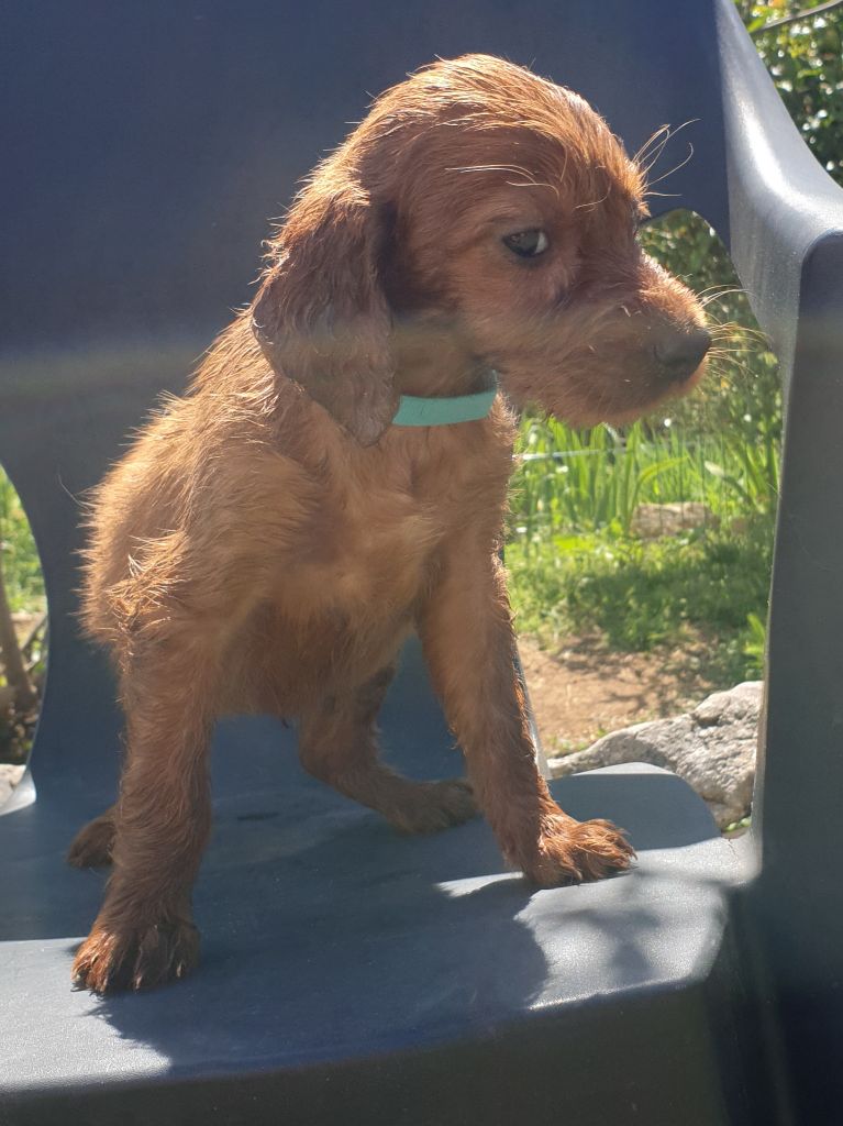 de l'etang du vert - Chiots disponibles - Setter irlandais rouge