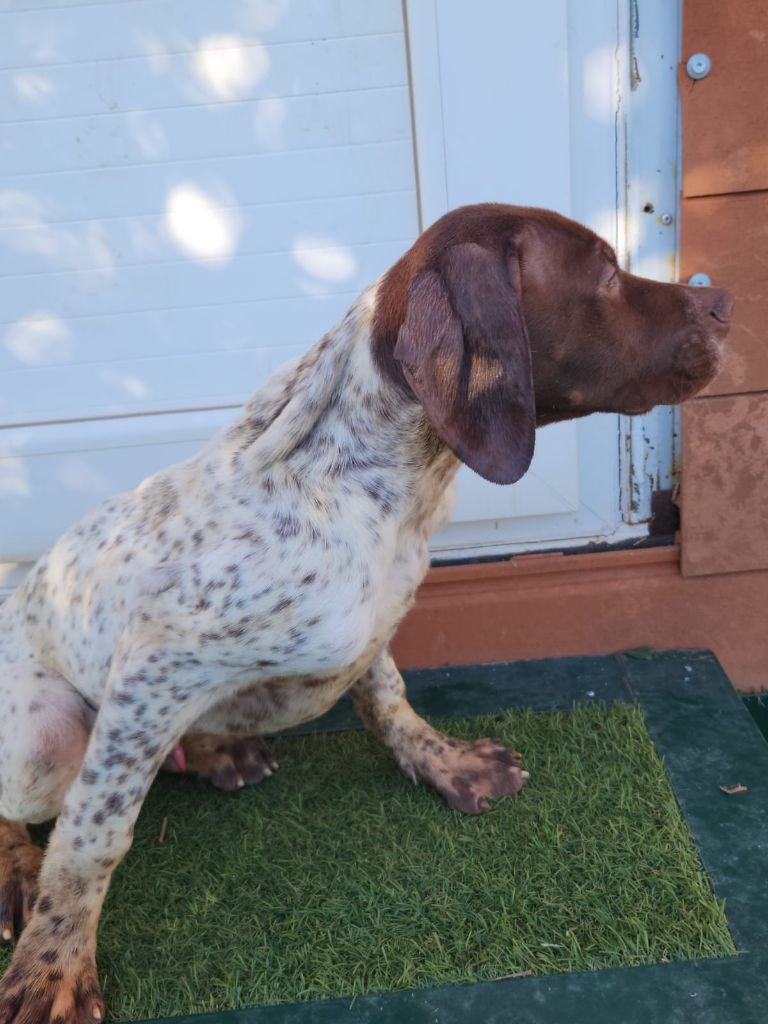 de l'etang du vert - Chiots disponibles - Braque français, type Pyrenees (petite taille)