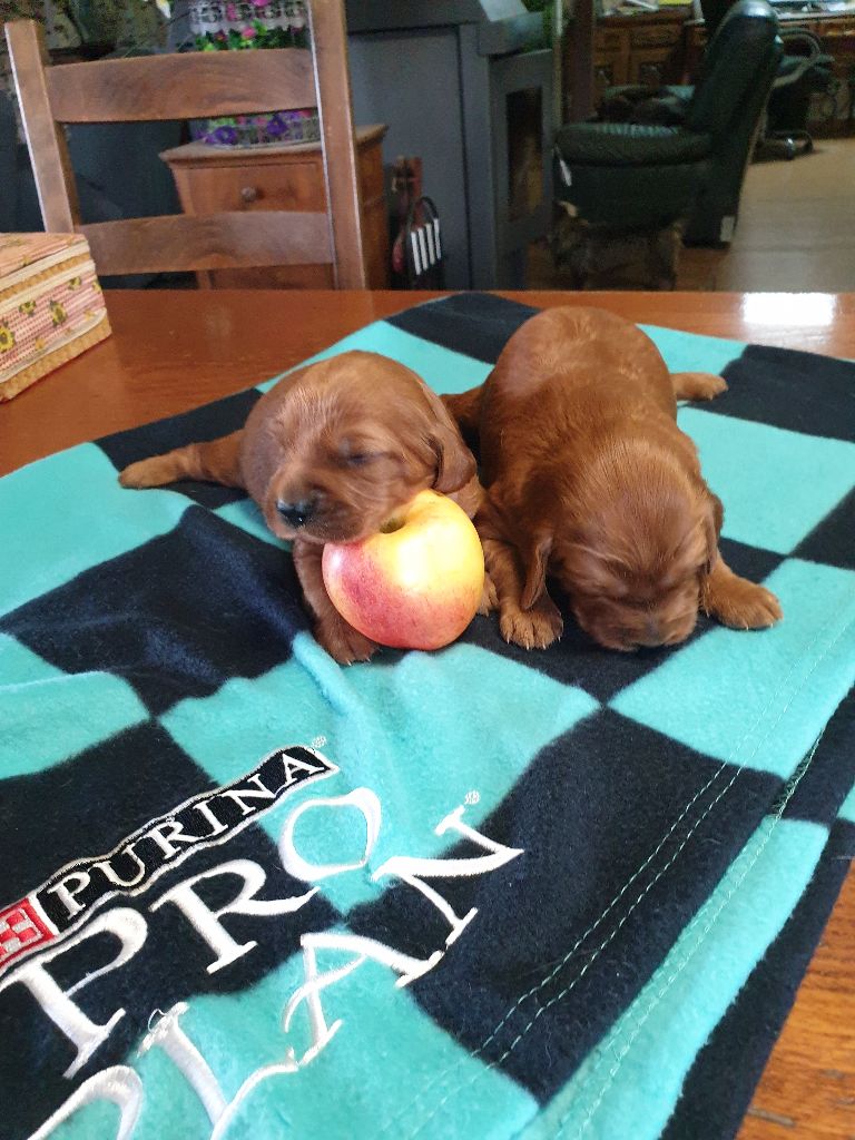de l'etang du vert - Chiots disponibles - Setter irlandais rouge