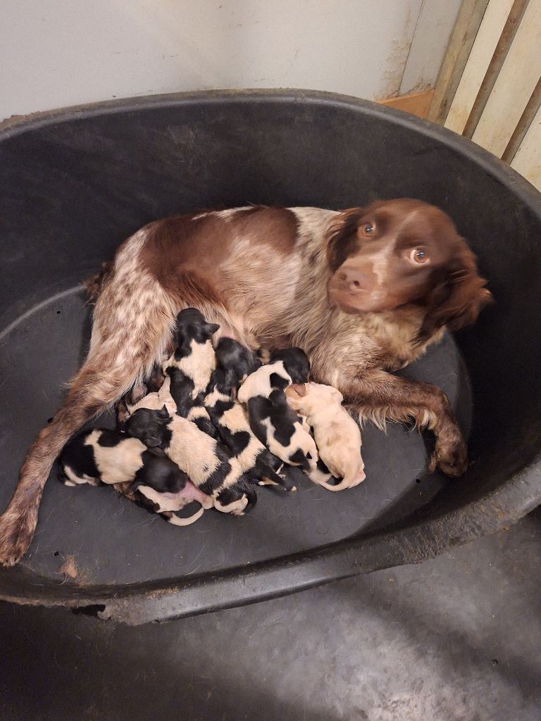 Chiot Epagneul Breton de l'etang du vert