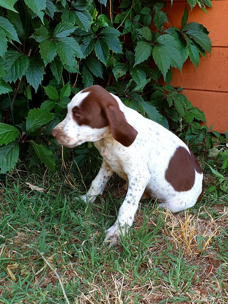 de l'etang du vert - Chiots disponibles - Braque français, type Pyrenees (petite taille)