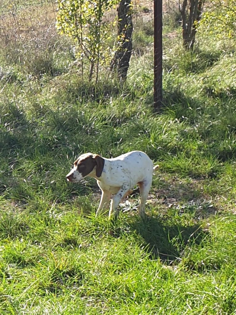 de l'etang du vert - Chiots disponibles - Braque français, type Pyrenees (petite taille)