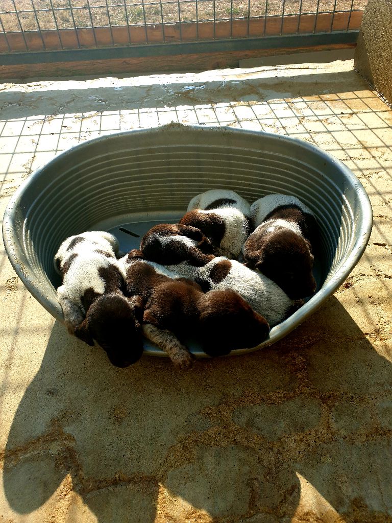 Chiot Braque allemand à poil court de l'etang du vert