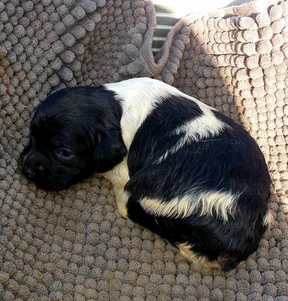 de l'etang du vert - Chiots disponibles - Epagneul Breton