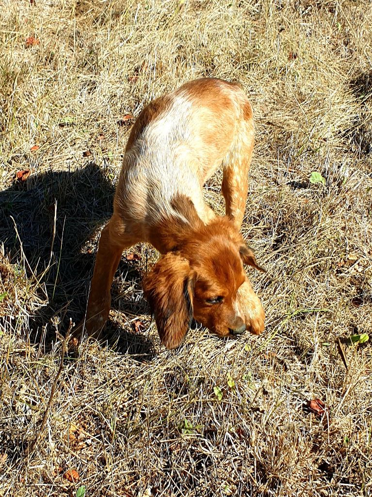 de l'etang du vert - Chiots disponibles - Epagneul Breton