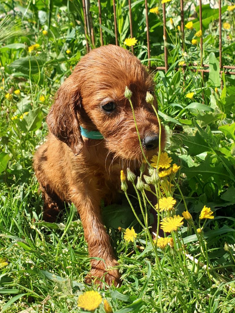 de l'etang du vert - Chiots disponibles - Setter irlandais rouge