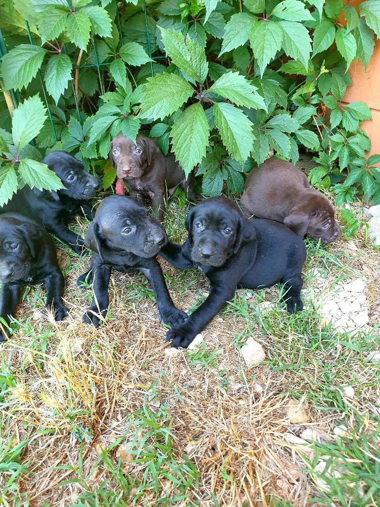 de l'etang du vert - Chiots disponibles - Braque allemand à poil court