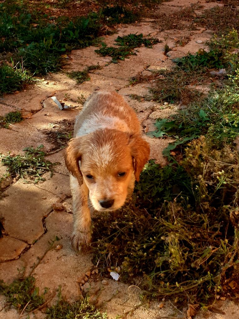 de l'etang du vert - Chiots disponibles - Epagneul Breton