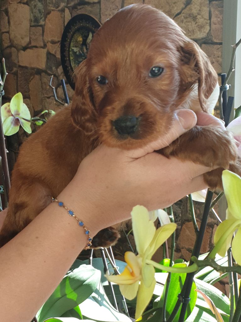 de l'etang du vert - Chiots disponibles - Setter irlandais rouge