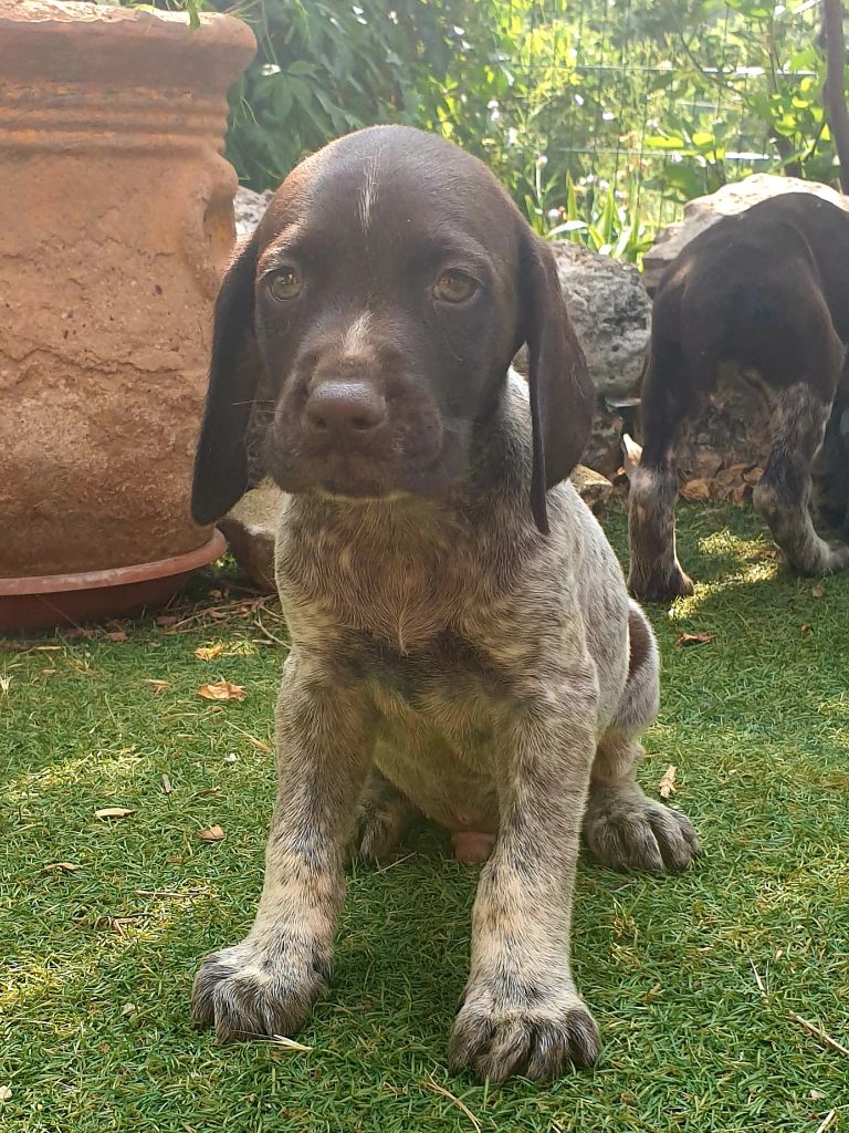 de l'etang du vert - Chiots disponibles - Braque allemand à poil court