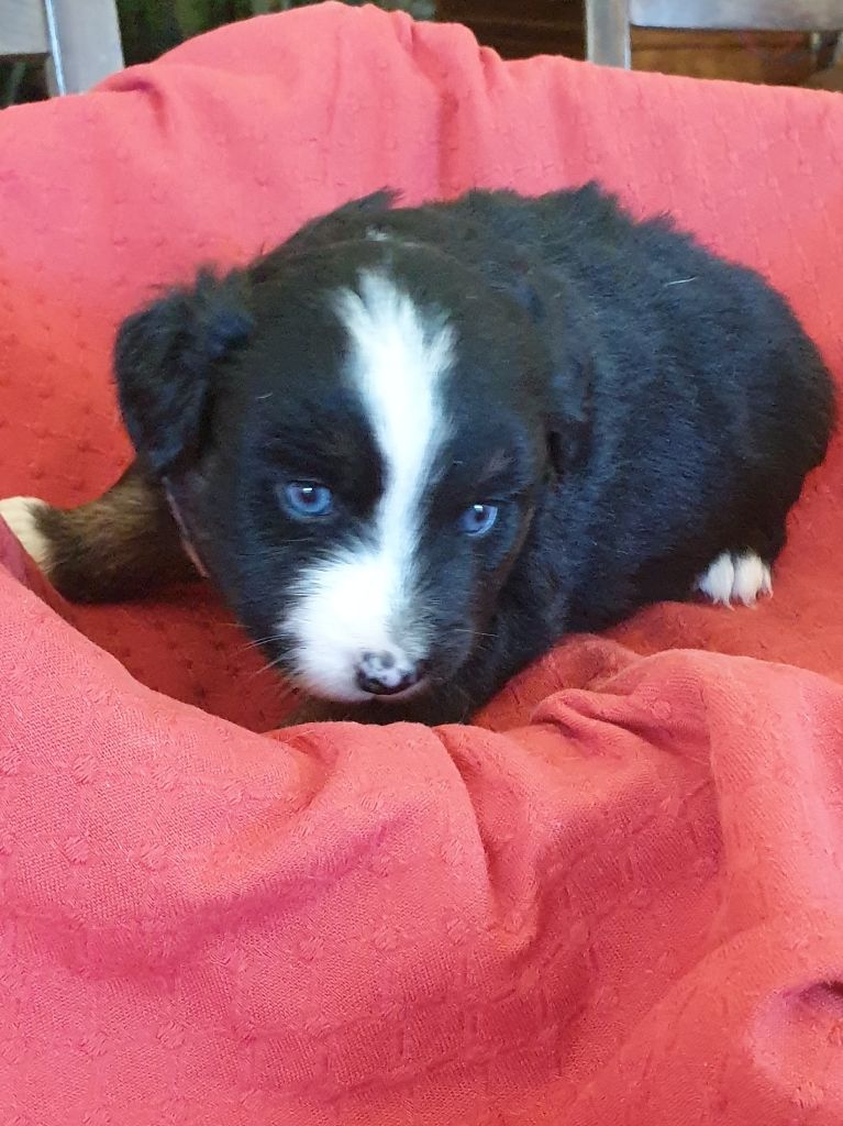 de l'etang du vert - Chiots disponibles - Berger Américain Miniature 