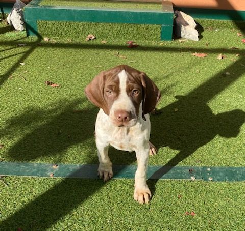 de l'etang du vert - Chiots disponibles - Braque français, type Pyrenees (petite taille)